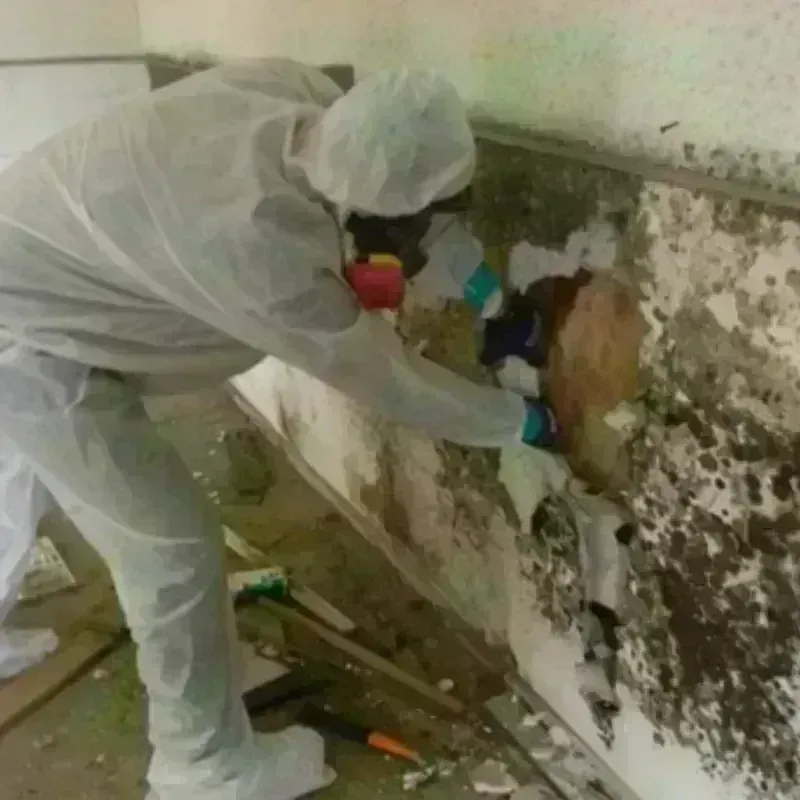 Mold Remediation and Removal in Waveland, MS